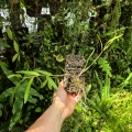 RZADKOŚĆ STORCZYK Dendrobium crumenatum