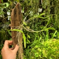 RZADKOŚĆ STORCZYK Dendrobium crumenatum