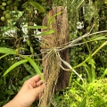 RZADKOŚĆ STORCZYK Dendrobium crumenatum