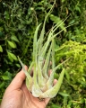 OKAZ KOLEKCJONERSKI - RZADKOŚĆ -Tillandsia seleriana XXL - terrarium, dekoracja wnętrz