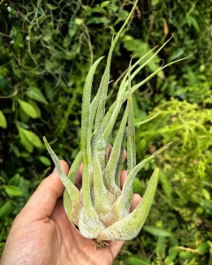 OKAZ KOLEKCJONERSKI - RZADKOŚĆ -Tillandsia seleriana XXL - terrarium, dekoracja wnętrz