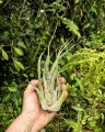 OKAZ KOLEKCJONERSKI - RZADKOŚĆ -Tillandsia seleriana XXL - terrarium, dekoracja wnętrz