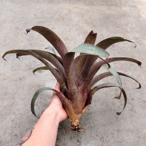 Vriesea saundersii rozmiar XXL