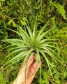 OKAZ KOLEKCJONERSKI - RZADKOŚĆ -Tillandsia fasciculata XXL- terrarium, dekoracja wnętrz