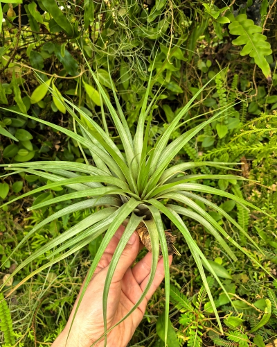 OKAZ KOLEKCJONERSKI - RZADKOŚĆ -Tillandsia fasciculata XXL- terrarium, dekoracja wnętrz