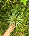 OKAZ KOLEKCJONERSKI - RZADKOŚĆ -Tillandsia fasciculata XXL- terrarium, dekoracja wnętrz