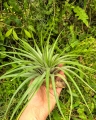 OKAZ KOLEKCJONERSKI - RZADKOŚĆ -Tillandsia fasciculata XXL- terrarium, dekoracja wnętrz
