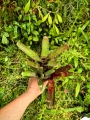 NEOREGELIE -Medium- ZESTAW-3 SZTUKI+odrost - terrarium, parapet