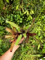 NEOREGELIE -Medium- ZESTAW-3 SZTUKI+odrost - terrarium, parapet