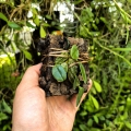 RZADKOŚĆ STORCZYK Dendrobium jenkinsii - wiwarium, terrarium, orchidarium