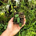 RZADKOŚĆ STORCZYK Dendrobium jenkinsii - wiwarium, terrarium, orchidarium