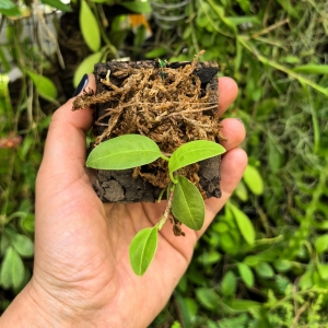 RZADKOŚĆ! Anthurium scandens var.scandens (Mini)-terrarium, paludarium