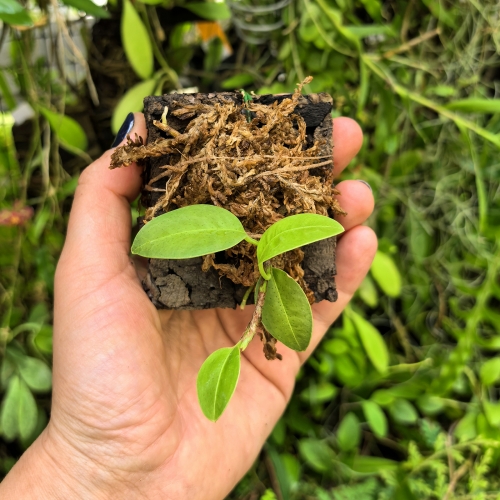RZADKOŚĆ! Anthurium scandens var.scandens (Mini)-terrarium, paludarium