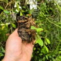 RZADKOŚĆ! Anthurium scandens var.scandens (Mini)-terrarium, paludarium