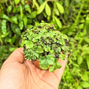 Wątrobowiec tropikalny (Marchantiophyta) - Ameryka Południowa, Ameryka Środkowa - wiwarium, paludarium, terrarium