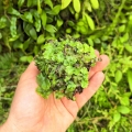 Wątrobowiec tropikalny (Marchantiophyta) - Ameryka Południowa, Ameryka Środkowa - wiwarium, paludarium, terrarium