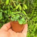 Wątrobowiec tropikalny (Marchantiophyta) - Ameryka Południowa, Ameryka Środkowa - wiwarium, paludarium, terrarium