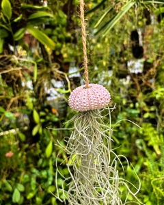 Tillandsia usneoides  - "meduza" - PREZENT, dekoracja, airplant