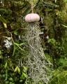 Tillandsia usneoides  - "meduza" - PREZENT, dekoracja, airplant