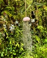 Tillandsia usneoides  - "meduza" - PREZENT, dekoracja, airplant