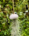 Tillandsia usneoides  - "meduza" - PREZENT, dekoracja, airplant