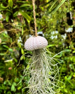 Tillandsia usneoides  - "meduza" - PREZENT, dekoracja, airplant