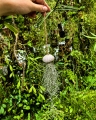 Tillandsia usneoides  - "meduza" - PREZENT, dekoracja, airplant