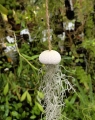 Tillandsia usneoides  - "meduza" - PREZENT, dekoracja, airplant