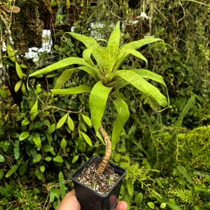 Vriesea ospinae var. gruberi - wiwarium, paludarium, parapet