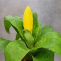 Vriesea ospinae var. gruberi - wiwarium, paludarium, parapet