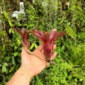 Neoregelia 'Astra'+ odrost- wiwarium, terrarium, parapet