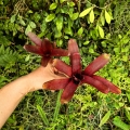 Neoregelia 'Astra'+ odrost- wiwarium, terrarium, parapet
