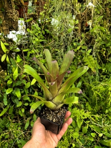 Vriesea 'Happy Purple' Mini - terrarium, parapet