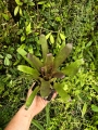 Vriesea 'Happy Purple' Mini - terrarium, parapet
