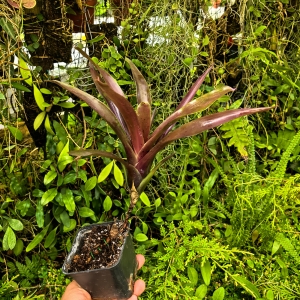 Neoregelia 'Midas' - wiwarium, parapet