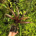 Neoregelia 'Midas' - wiwarium, parapet