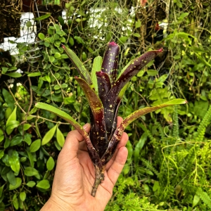 Neoregelia lilliputeana x chlorosticta - wiwarium, terrarium, parapet
