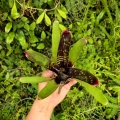 Neoregelia lilliputeana x chlorosticta - wiwarium, terrarium, parapet