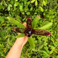 Neoregelia lilliputeana x chlorosticta - wiwarium, terrarium, parapet