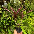 OKAZ KOLEKCJONERSKI Neoregelia 'Midas' + odrost- wiwarium, terrarium