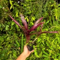 OKAZ KOLEKCJONERSKI Neoregelia 'Midas' + odrost- wiwarium, terrarium