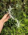 RZADKOŚĆ Tillandsia albida var. minor rozm. XL - terrarium, dekoracja wnętrz