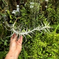 RZADKOŚĆ Tillandsia albida var. minor rozm. XL - terrarium, dekoracja wnętrz
