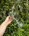 RZADKOŚĆ Tillandsia albida var. minor rozm. XL - terrarium, dekoracja wnętrz