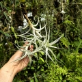 RZADKOŚĆ Tillandsia albida var. minor rozm. XL - terrarium, dekoracja wnętrz