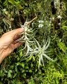 RZADKOŚĆ Tillandsia albida var. minor rozm. L - terrarium, dekoracja wnętrz