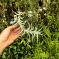 RZADKOŚĆ Tillandsia albida var. minor rozm. L - terrarium, dekoracja wnętrz