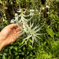 RZADKOŚĆ Tillandsia albida var. minor rozm. L - terrarium, dekoracja wnętrz