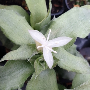 Cryptanthus acaulis 'Jade' rozm. M - terrarium