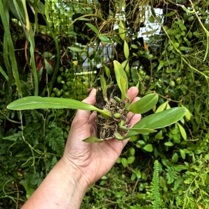 STORCZYK Bulbophyllum sp. - terrarium, paludarium